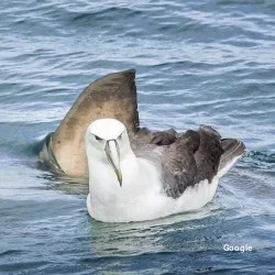 Vegetariana Xiringuito