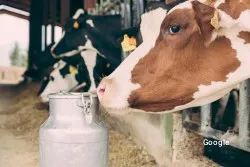 Vegetariana Mas Bes
