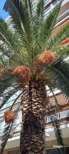 Vegetariana Av. de Bruselas