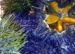 Comida rápida Peixos Nuri