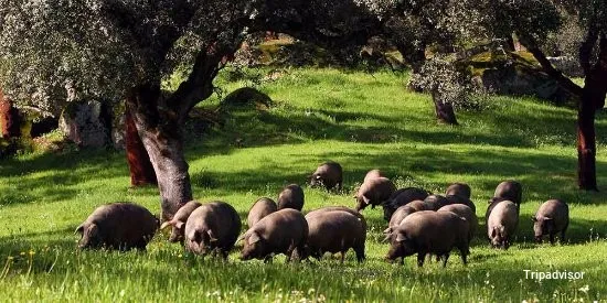 Mediterranea Ibericos Alomar
