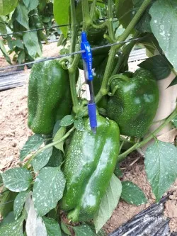 Vegetariana Salvador San Martin Cegarra limoneros pequeños