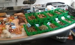 Marisco Ostra de oro
