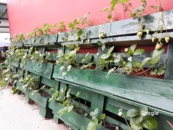 Otras cocinas españolas Los Arboles