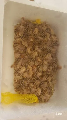 Vegetariana Caracoles Díaz